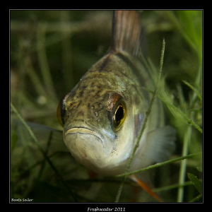 Perch on a nightdive by Beate Seiler 